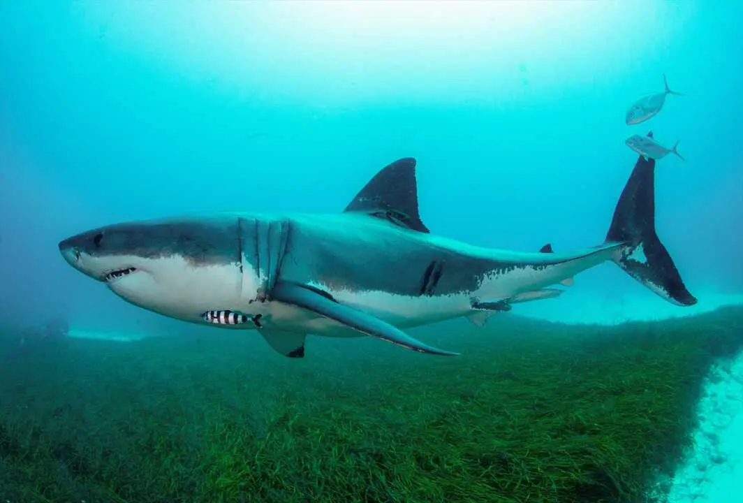 Imagen de archivo de un gran tibur&oacute;n blanco en Australia. / EP