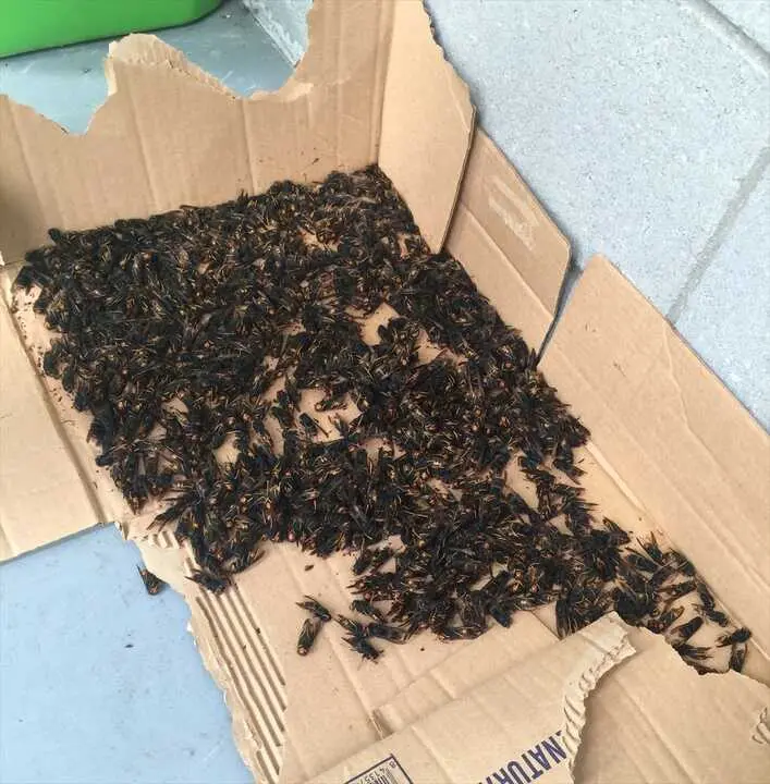Capturan m&aacute;s de un millar de reinas de avispa velutina en Cambre. / EP / Archivo