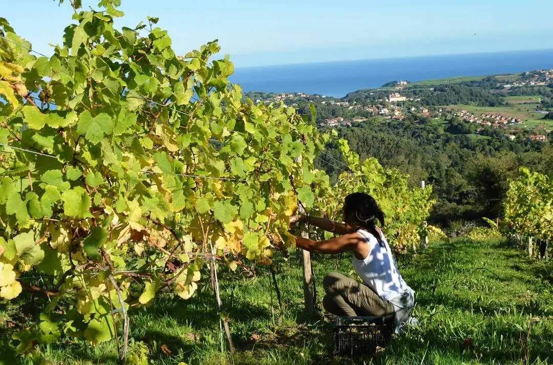 Cantabria se suma al mapa del enoturismo de calidad, pero con un estilo propio. / Bodegas El Miradorio De Ruiloba