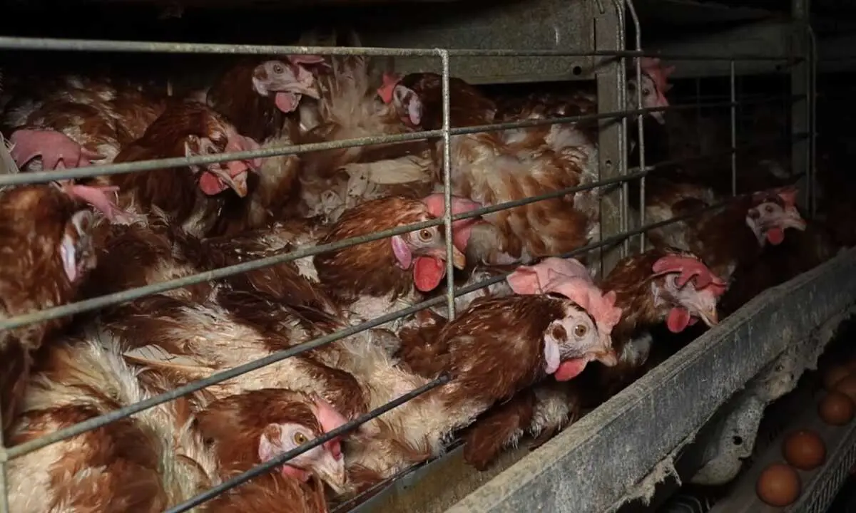 La enfermedad ha obligado a sacrificar miles de gallinas y ha reducido la producci&oacute;n en toda Espa&ntilde;a. / EP