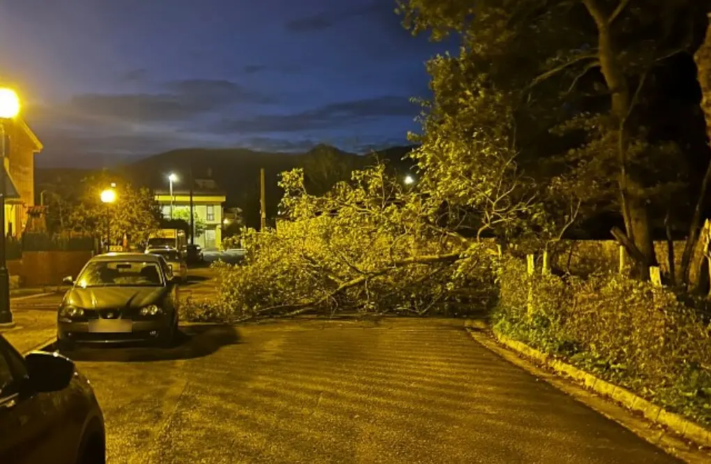 Un &aacute;rbol ca&iacute;do en Torrelavega debido a los fuertes vientos. / A.E.