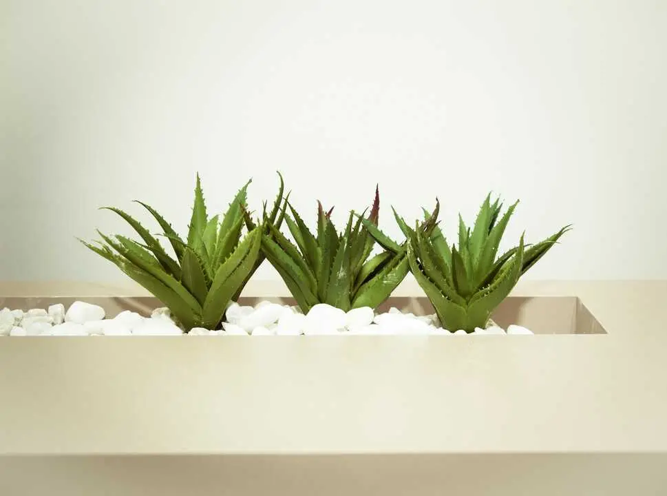plicar aloe vera a diario podr&iacute;a ser el truco natural m&aacute;s eficaz para rejuvenecer la piel. / A.E