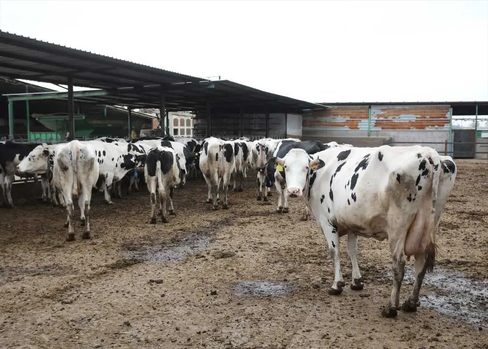 Varias vacas lecheras, de la raza bovina frisona. / Isabel Infantes