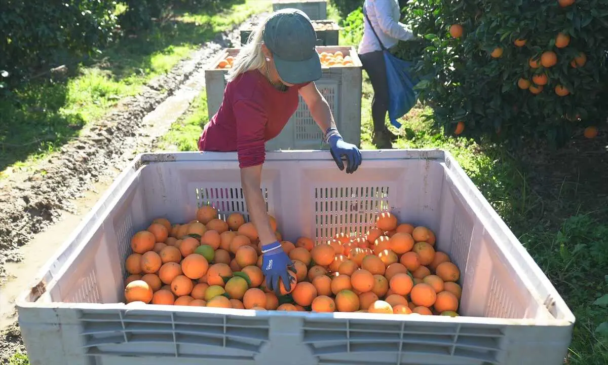 Mercadona comercializar&aacute; este a&ntilde;o 131.000 toneladas de naranja nacional. / EP