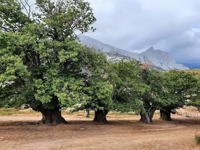 En el coraz&oacute;n de Li&eacute;bana, Cantabria esconde un tesoro forestal que seduce a senderistas, fot&oacute;grafos y amantes del silencio. / A.E