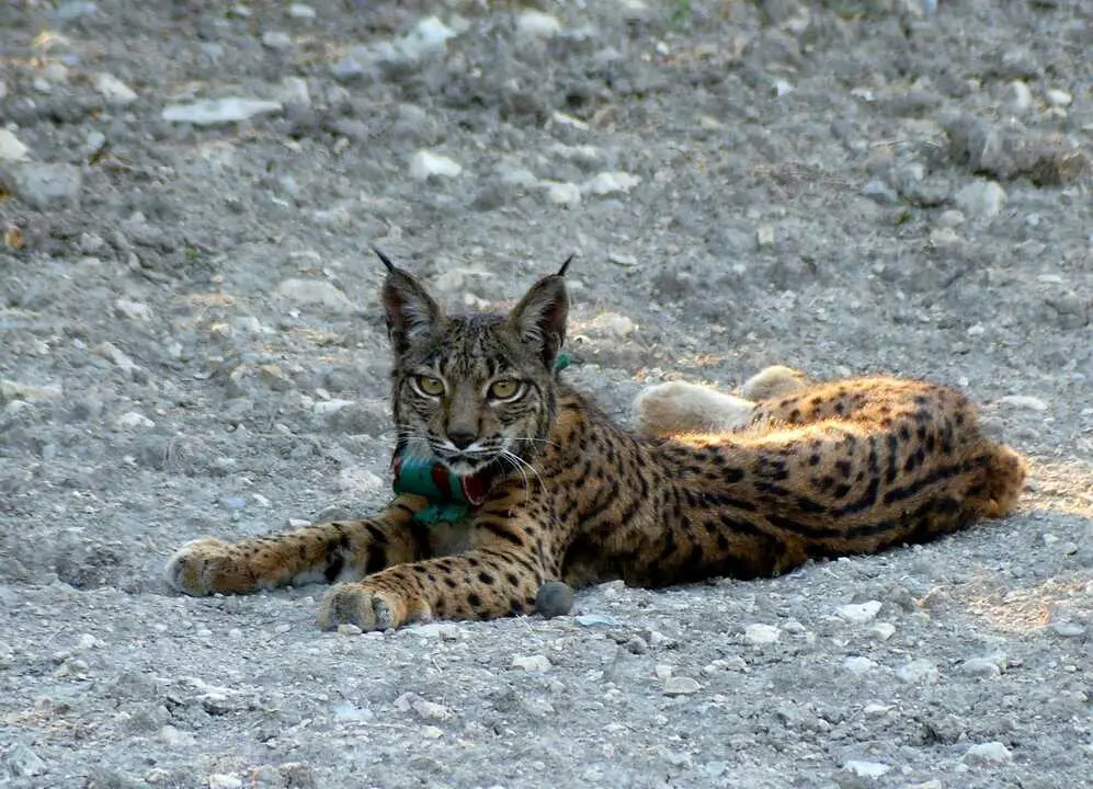 El lince ib&eacute;rico modifica la dispersi&oacute;n de semillas, reduce mesodepredadores y altera la regeneraci&oacute;n de &aacute;rboles mediterr&aacute;neos, seg&uacute;n un estudio espa&ntilde;ol. / EP