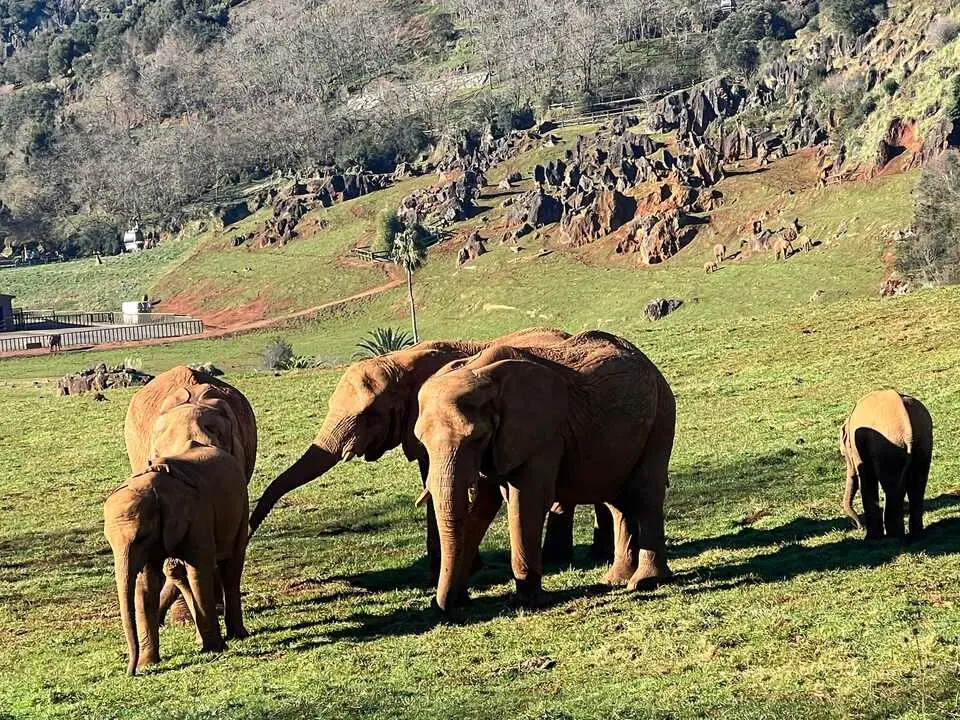 Grupo de elefantes en el recinto del Parque de la Naturaleza de Cab&aacute;rceno, donde se produjo el enfrentamiento mortal entre Jums y otro macho durante un episodio de musth.