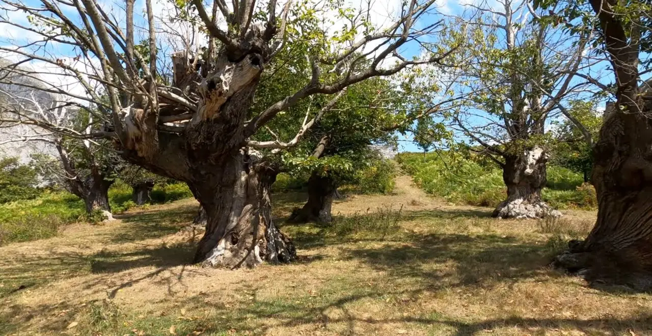 El Habario, un casta&ntilde;ar hist&oacute;rico donde los &aacute;rboles centenarios crecen en diferentes formas. / RRSS