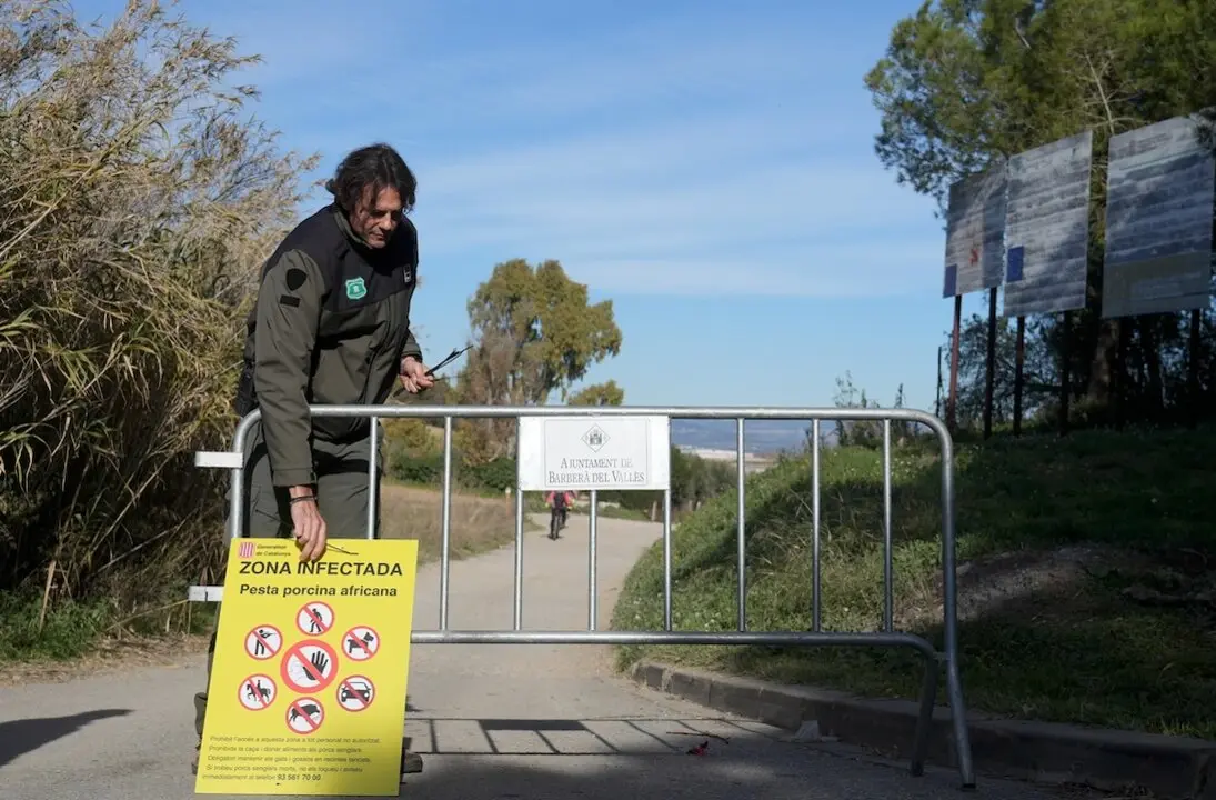 Efectivos de los agents rurals de los Mossos d'Esquadra en las zonas restringidas por la cuarentena ante la peste porcina africana, a 5 de diciembre de 2025, en Barber&agrave; del Vall&egrave;s, Barcelona, Catalu&ntilde;a (Espa&ntilde;a). El Ministerio de Agricultura, Pesca y Alimentaci&oacute;n ha informado que ascienden a 13 los casos positivos por peste porcina africana (PPA) en el entorno de Collserola (Barcelona), mientras que se han detectado otros 37 animales muertos en esa zona y sus alrededores que han resultado negativos por el virus, informa en un comunicado este jueves.
Fecha: 05/12/2025. leer menos

Firma: D.Zorrakino. POOL / Europa Press