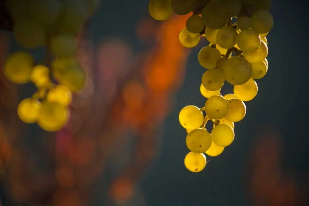 La humedad es el principal factor que provoca el deterioro de las uvas. / EP