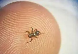 La mosca Lipoptena andaluciensis ha afectado a los c&eacute;rvidos andaluces, causando picaz&oacute;n y p&eacute;rdida de salud en gamos y corzos. / CSIC-Andaluc&iacute;a.