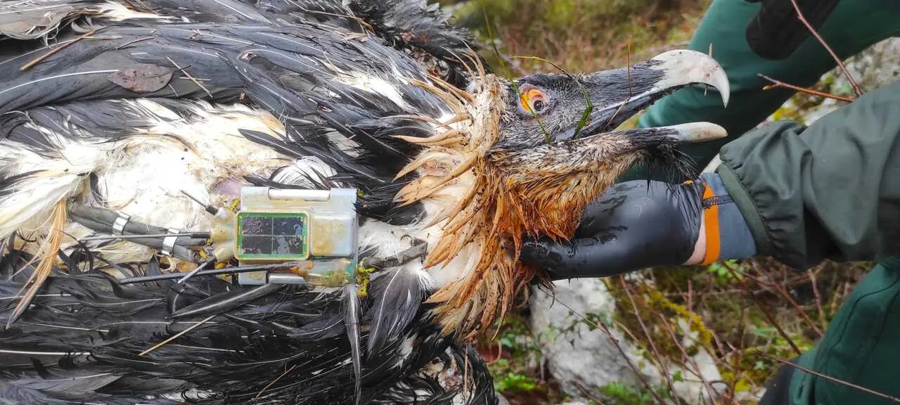 Muere envenenado un ejemplar de quebrantahuesos de Picos de Europa. / FCQ