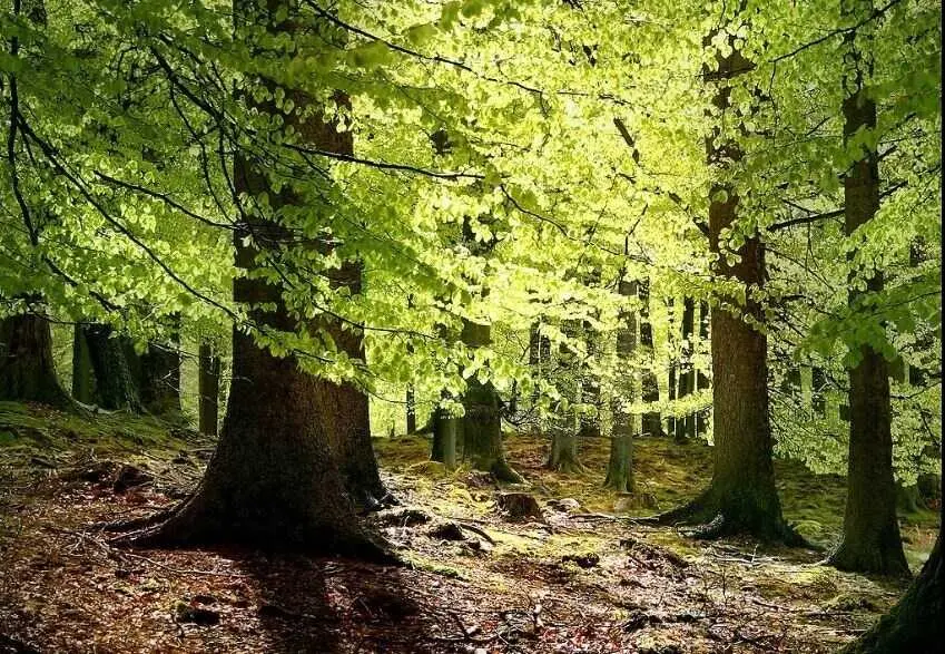 La regeneraci&oacute;n natural permite recuperar bosques en Tanzania mediante el manejo agr&iacute;cola de ra&iacute;ces vivas sin plantar &aacute;rboles. / EP