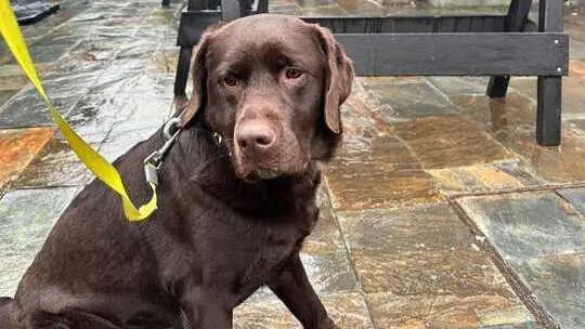 &lsquo;Kiara&rsquo;, una perra labrador especializada en la detecci&oacute;n de estupefacientes. / a.e