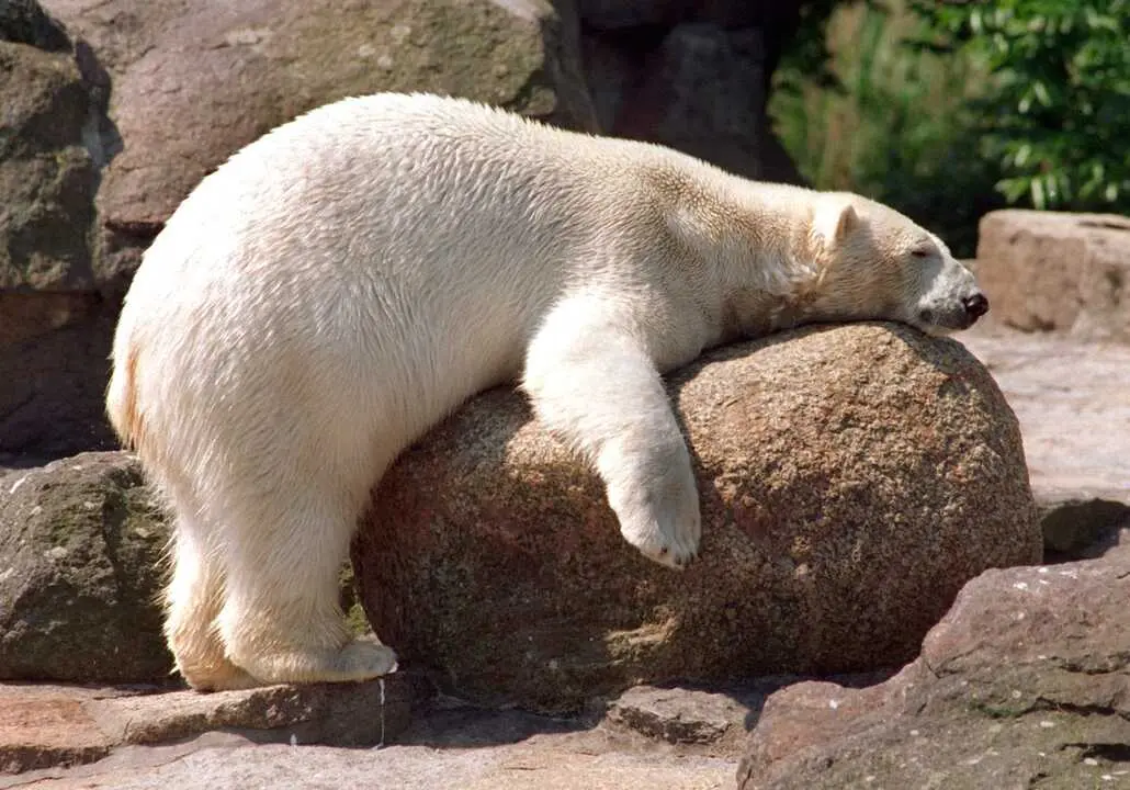 Un estudio cient&iacute;fico detecta que algunos osos polares han aumentado de peso pese a la p&eacute;rdida de hielo marino. / EP