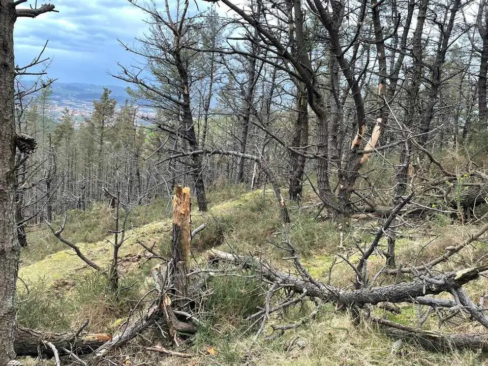Estado del pinar bajo el que transcurrir&aacute; la Ruta del Cuaternario en el Monte Dobra. / A.E.