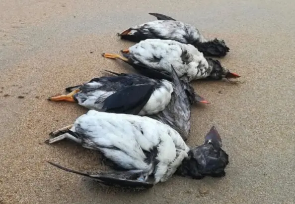 Frailecillos, alcatraces, araos y gaviotas est&aacute;n siendo localizados en playas tras varios d&iacute;as de condiciones mar&iacute;timas extremas. / SEO/BirdLife