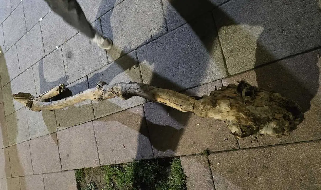 Un menor ha resultado herido en Castro Urdiales despu&eacute;s de que una rama de &aacute;rbol cayera sobre &eacute;l en plena v&iacute;a p&uacute;blica. / DYA CANTABRIA