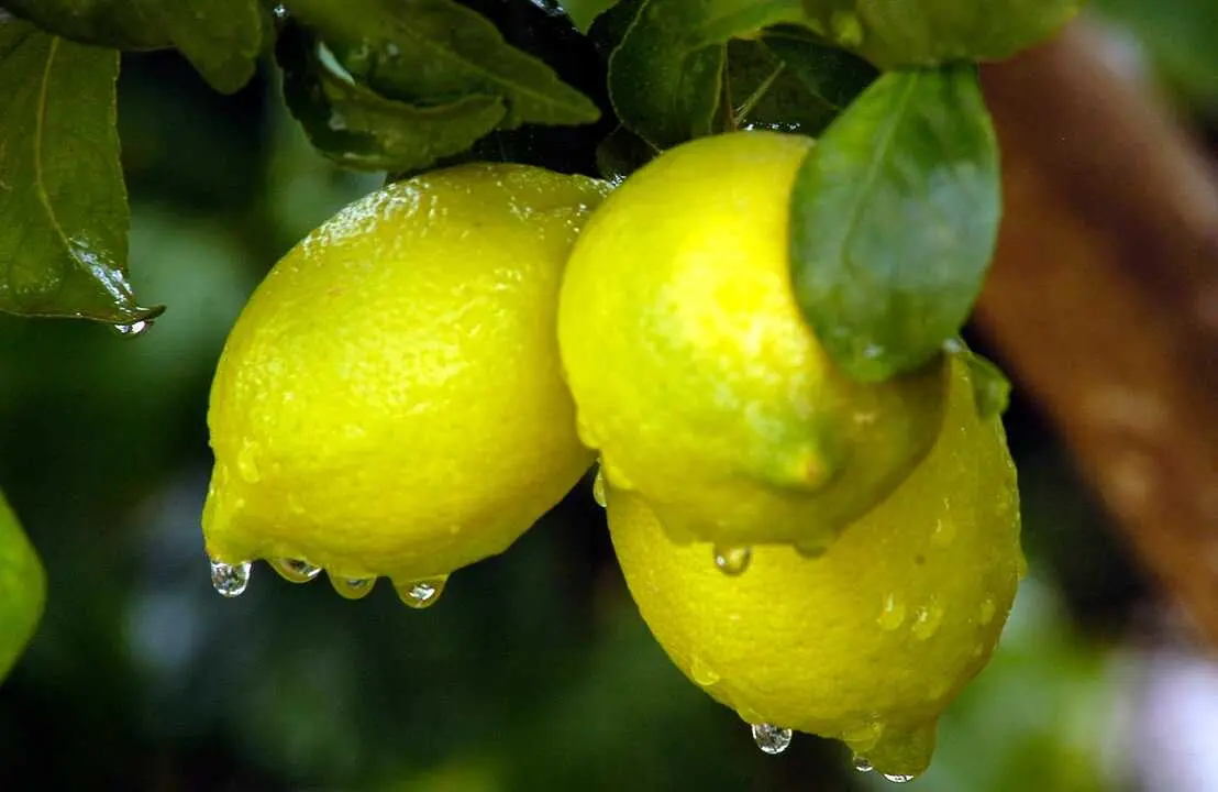 Tres errores de riego pueden reducir la floraci&oacute;n del limonero y afectar ra&iacute;ces, nutrientes y desarrollo de frutos. / EP