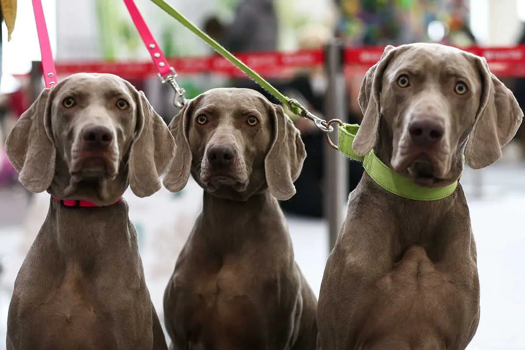 Andaluc&iacute;a permite deducir hasta 100 euros por gastos veterinarios con requisitos de registro e identificaci&oacute;n. / EP