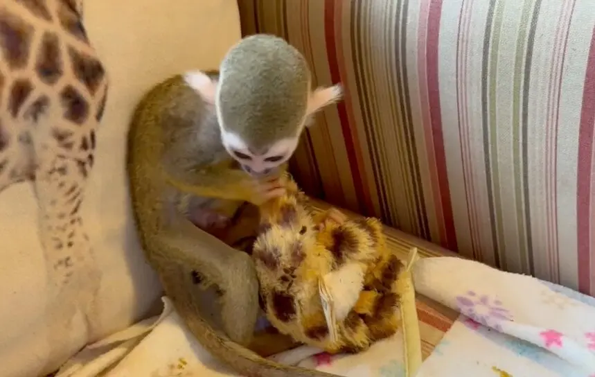 En Cantabria, un peque&ntilde;o primate rechazado por su madre sobrevivi&oacute; gracias a los cuidados humanos y a un simple mu&ntilde;eco. / Telecinco / Zoo de Santillana