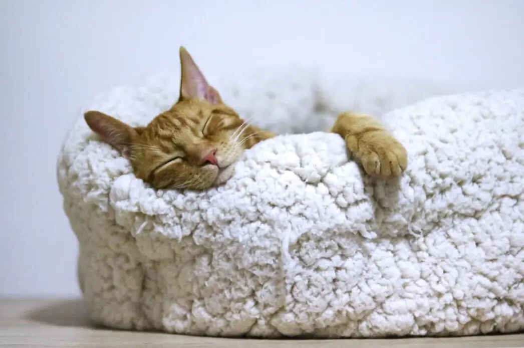 Gato