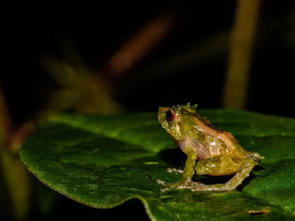 Ranas de Chern&oacute;bil desarrollan piel m&aacute;s oscura como adaptaci&oacute;n evolutiva frente a la radiaci&oacute;n hist&oacute;rica. / EP