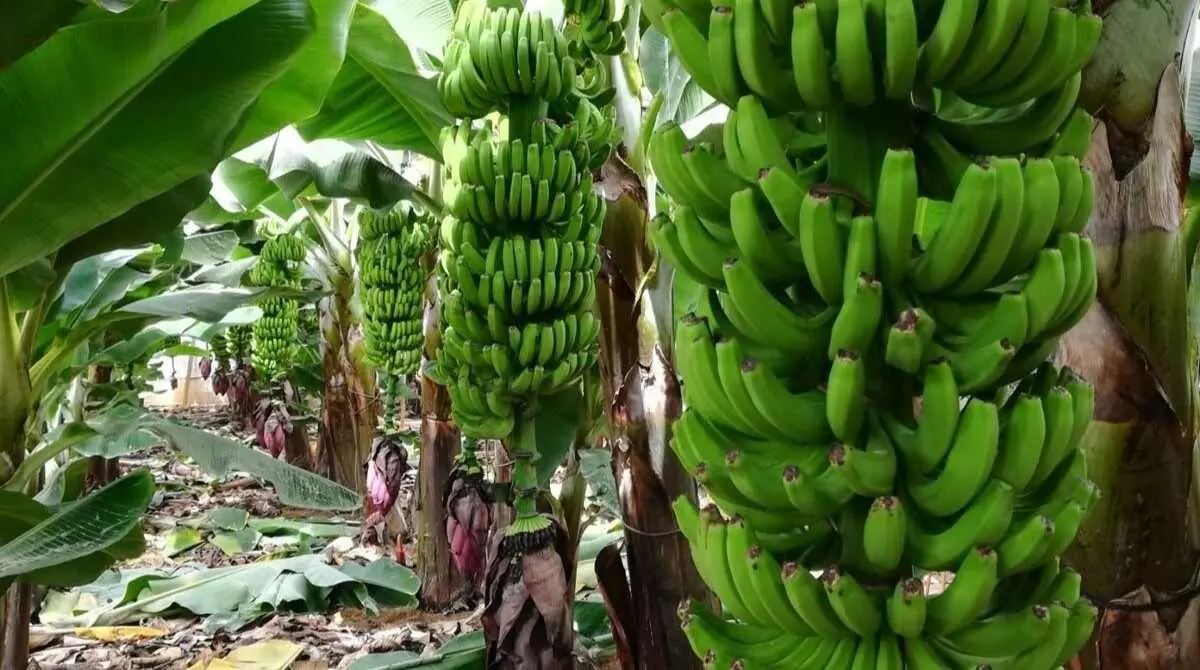 EuropaPress_6666186_finca_platanos_palma