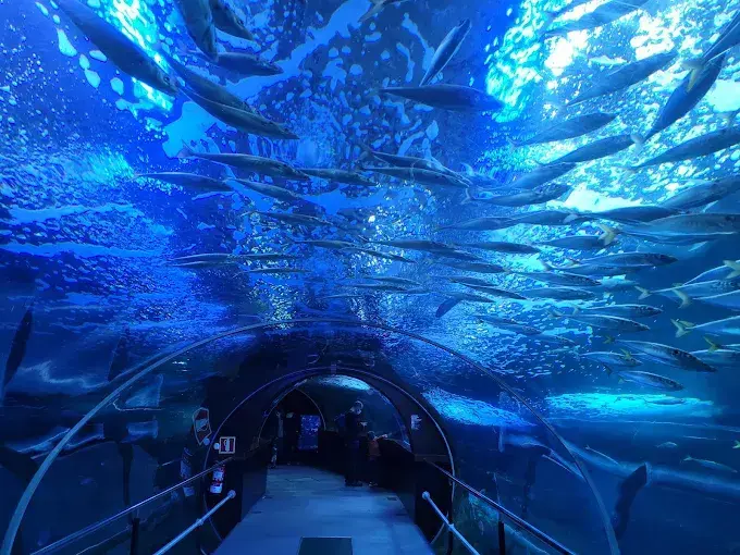 Tiburones, rayas y peces tropicales nadan sobre los visitantes en este acuario situado muy cerca de Cantabria. / A.E
