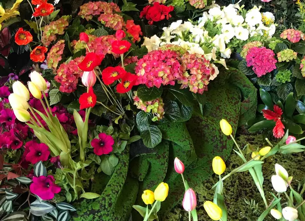 El Feng Shui desaconseja tener hortensias en casa y recomienda ubicarlas en exteriores para no afectar el flujo energ&eacute;tico. / EP