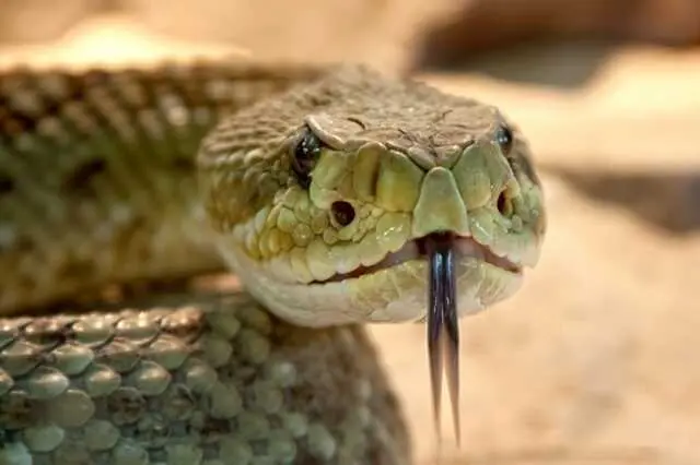 Un estudio analiza 503 casos de canibalismo entre serpientes y confirma el comportamiento en 207 especies registradas en distintos pa&iacute;ses. / EP