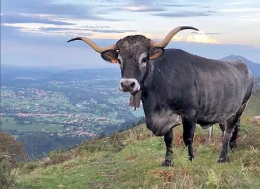 La vaca tudanca ser&aacute; la protagonista de un concurso que vuelve a situar a Carrejo en el centro de las tradiciones rurales de Cantabria.