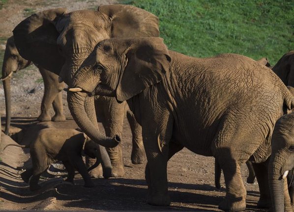 elefantes-Cabárceno-grupo