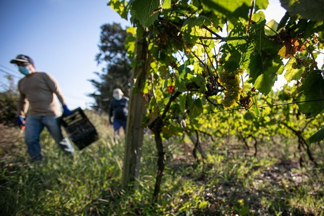 Archivo - Trabajadores de la Bodega Txabarri recogen uvas durante la vendimia para producir txakoli de Bizkaia.