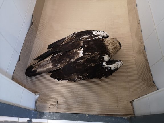 Agentes de Medio ambiente de la Junta de Andalucía han rescatado un ejemplar de águila imperial ibérica