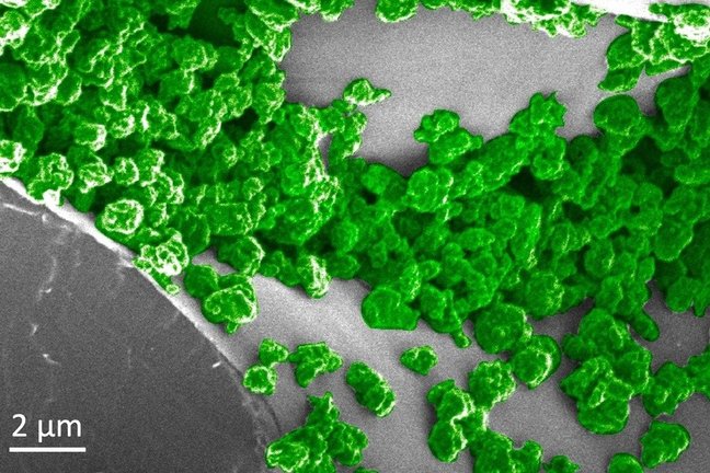 En esta imagen, las partes verdes son las nanopartículas que se han agregado en la superficie del tejido mesófilo esponjoso dentro de las hojas de la planta.