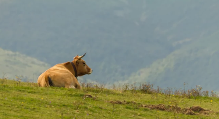 Una vaca descansa en la ladera de la montaña en los Valles Pasiegos. / ALERTA