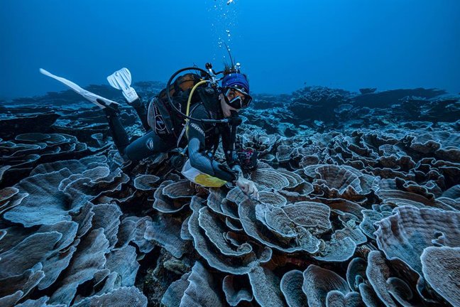 Una misión de científicos para cartografiar el océano apoyada por la Unesco ha descubierto frente a las costas de Tahití (Polinesia Francesa) uno de los mayores arrecifes de coral sanos del mundo, a una profundidad de entre 30 y 65 metros. EFE/UNESCO