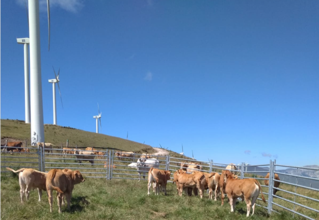 Varias vacas junto al parque eólico en Soba.