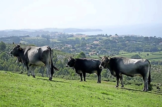 Vacas tudancas pastando en Cantabria. / ALERTA