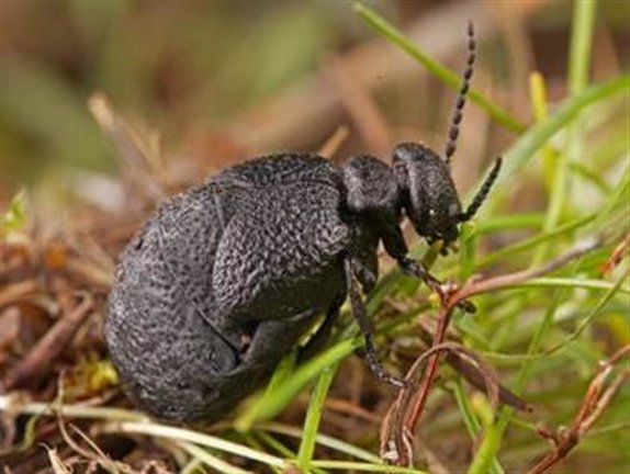 Ejemplar hembra de la nueva especie de escarabajo que han descubierto científicos españoles.Imagen: Alberto Sánchez-Vialas/Museo Nacional de Ciencias Naturales (MNCN-CSIC). EFE