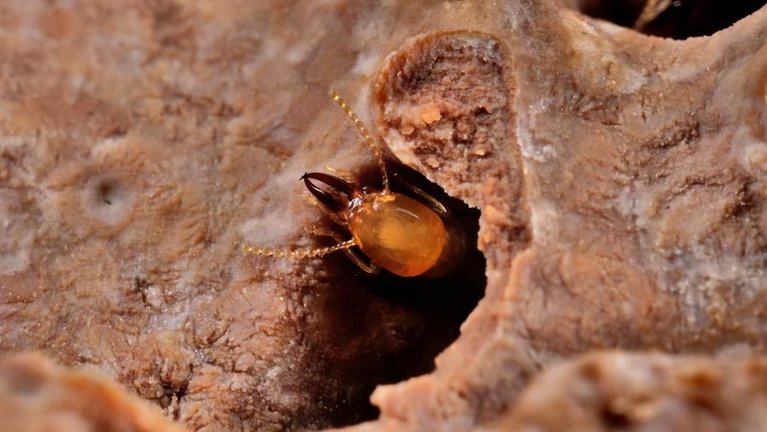 Imagen de una termita soldado subterránea asiática (Coptotermes gestroi) que se alimenta de madera. EFE/Thomas Chouvenc