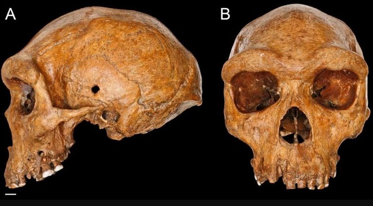 Cráneo Broken Hill (Kabwe 1) de Homo heidelbergensis