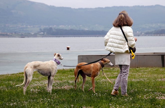 Una pesona pasea con sus perros por Mataleñas, Santander. / J. Ramón