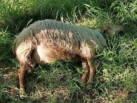 Una de las ovejas halladas muertas. / A. del Saja