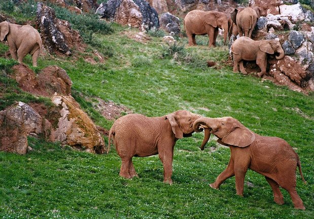 Varios elefantes en el Parque Natural de Cabárceno. / ALERTA / ARCHIVO