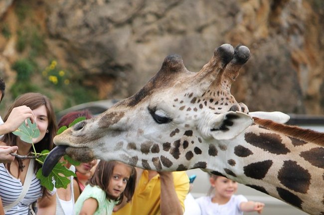 Varias personas disfrutan con la presencia de una jirafa en el Parque Natural de Cabárceno. / S.D.