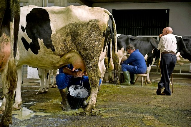 Ordeño de vacas en el ferial de Torrelavega. / alerta-archivo-jorge ayllón