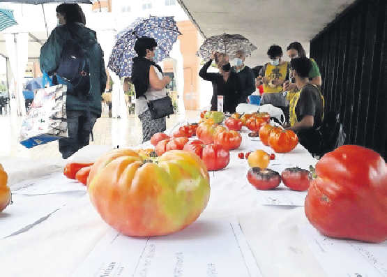 Algunos de los ejemplares de tomate presentes en la feria. / Alerta