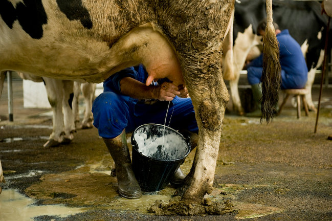 Dos ganaderos ordeñan las vacas en el Mercado Nacional de Ganados de Torrealega. / S.D.